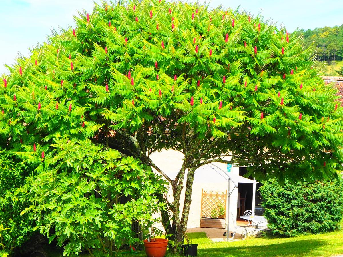 La Belle Verte Grignols  Εξωτερικό φωτογραφία